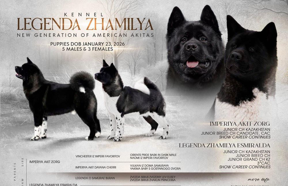 Шикарные щенки Американская Акита