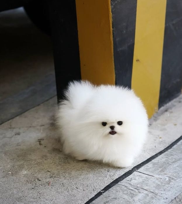Pomeranian mini toy