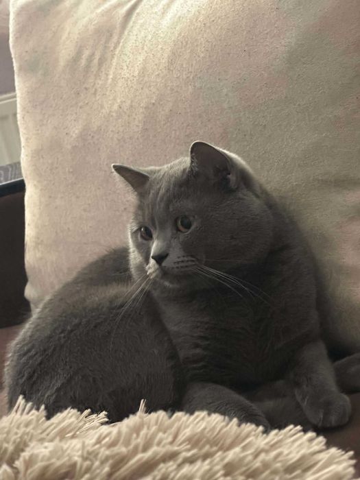 Британски котенца