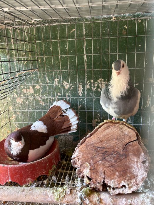 Vând pereche porumbei