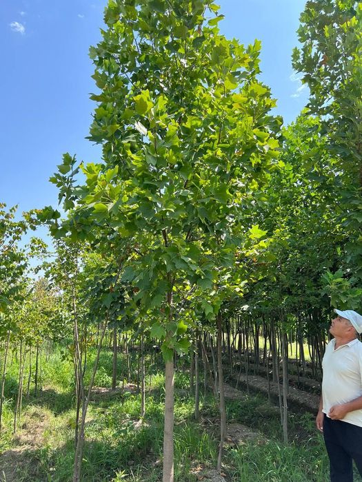Манзарали Арча, Дарахтлар сотилади!