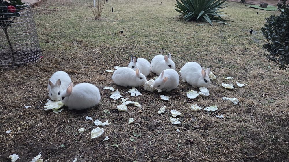 Карликовые кролики