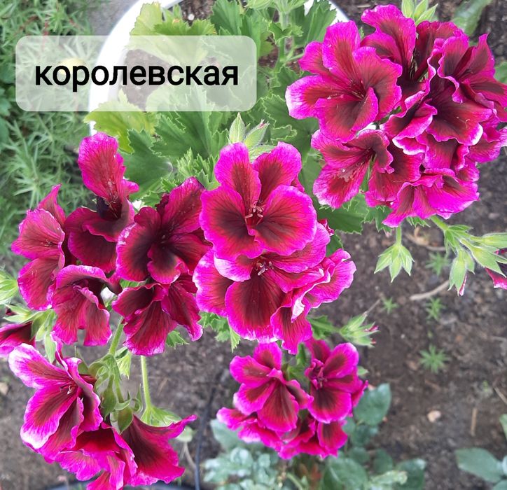 Укоренённые черенки сортовых пеларгоний