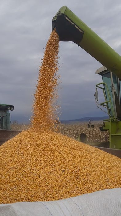 Porumb boabe de vânzare