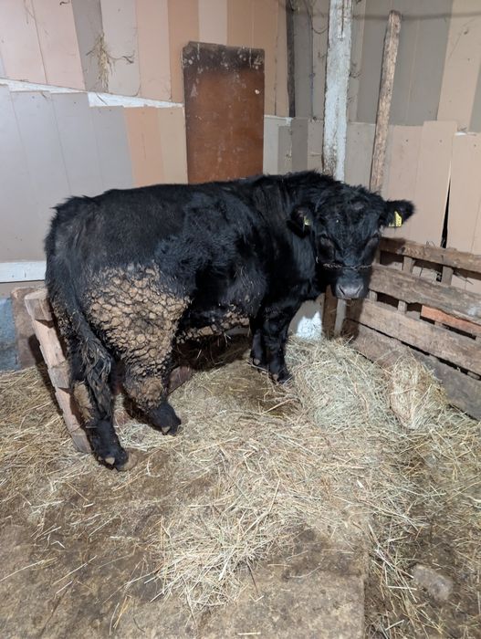 Vând tăuraș Angus