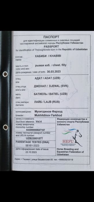 Ot sotiladi Продаётся лошадь