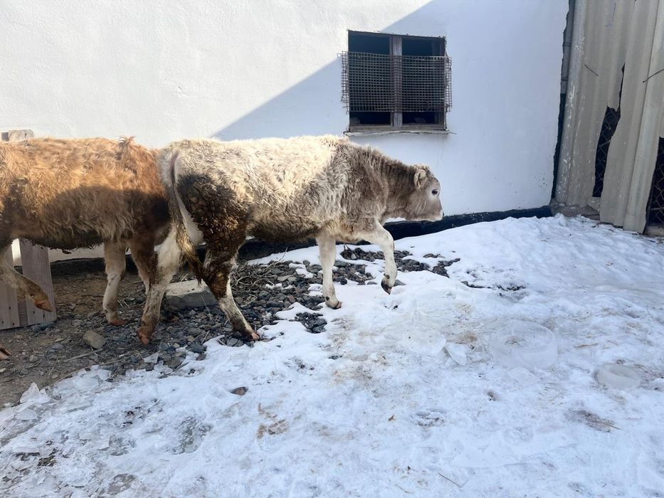 Тайынша он айлық