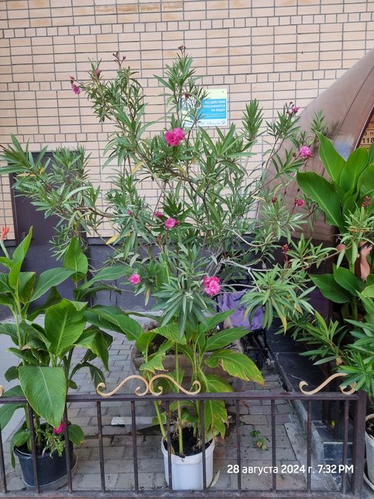 Продам большой  олеандр