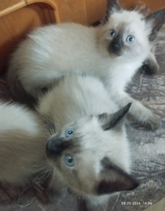 Красивые, сиамские котята