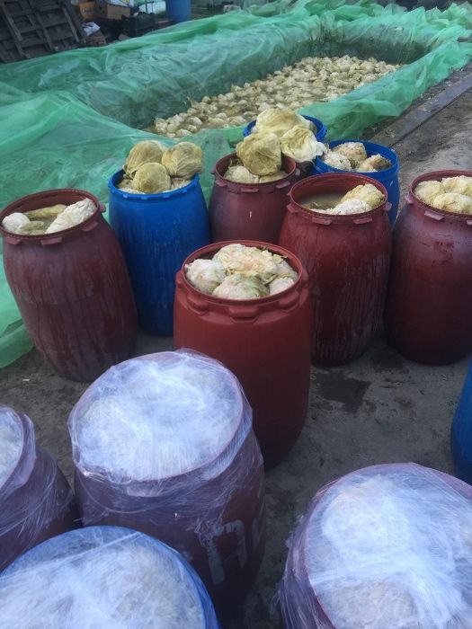 Varza murata romaneasca calitatea1 la nevoie asigur si transport