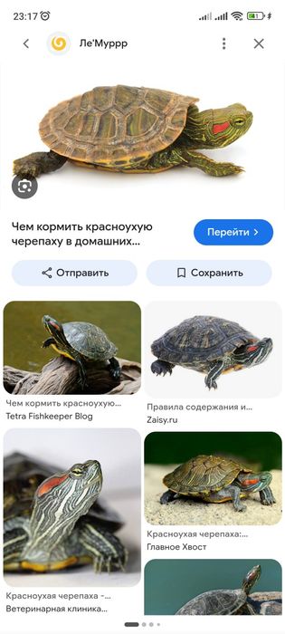 Отдам 2 черепашки