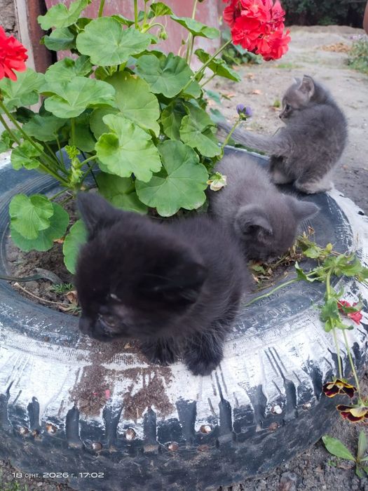 Котята девочки в добрые руки