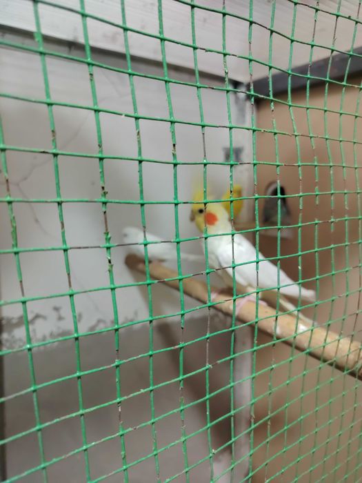 Продаётся попугай Карелло и неразлучники