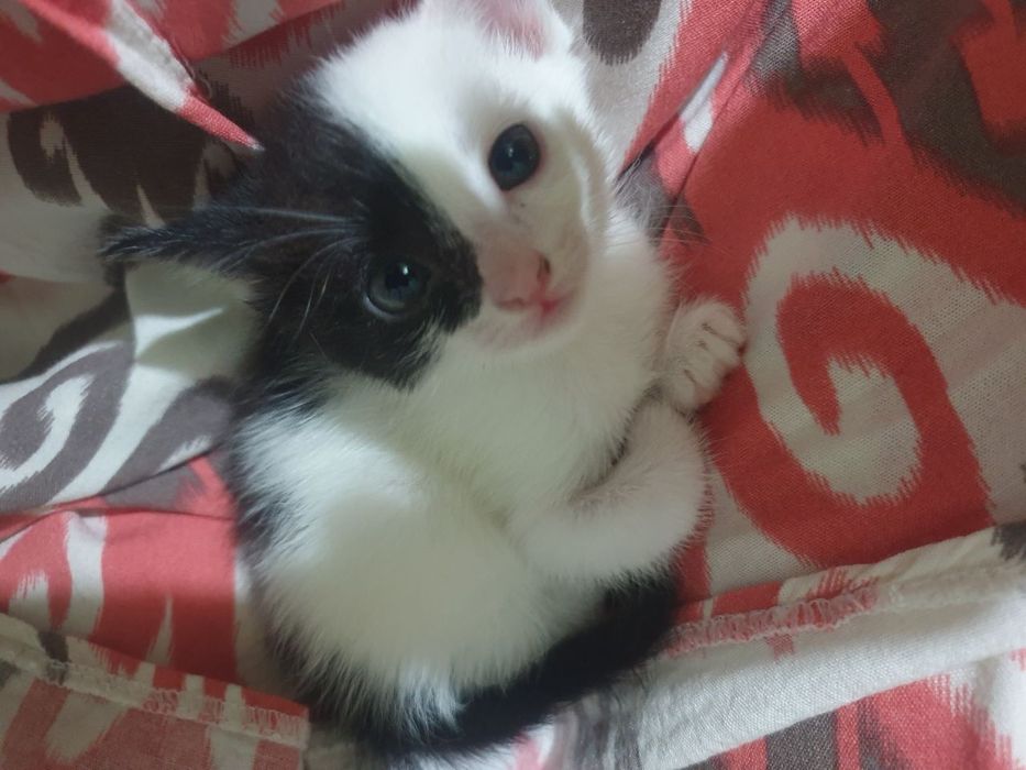 Отдам маму кошку с котятами в хорошие руки город навои