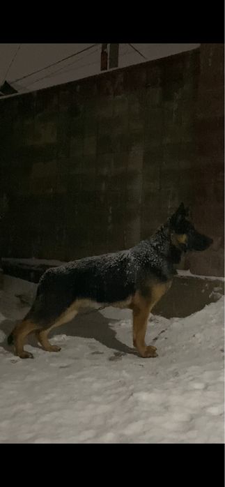 Продаю немецкую овчарку кобель