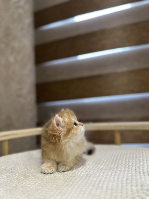 Британский котята золотистий шиншилы