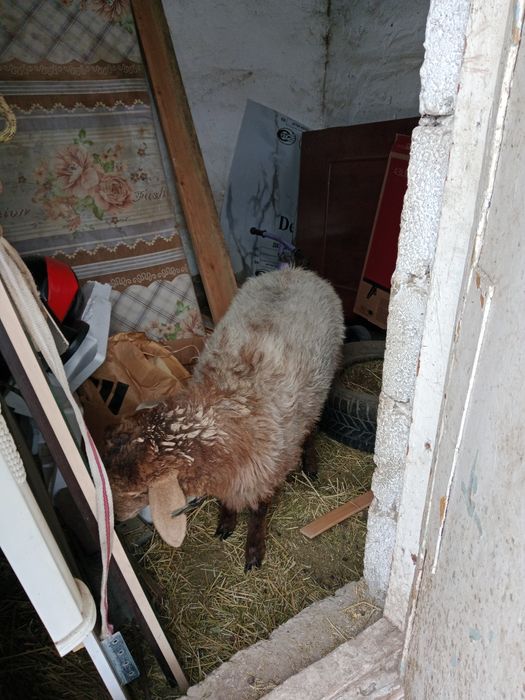 Бордақы ұрғашы тоқты