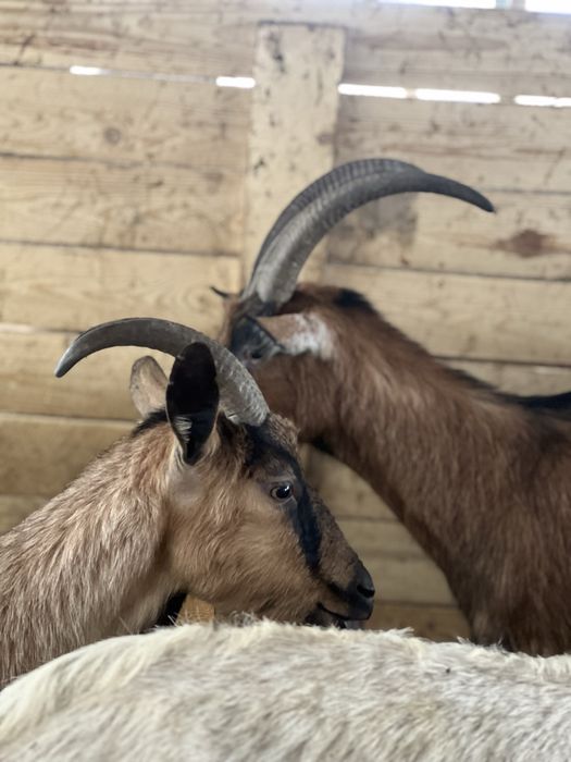 Vând capre de rasă