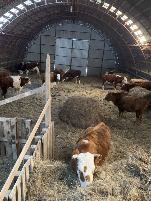 Коровы 600000 тг