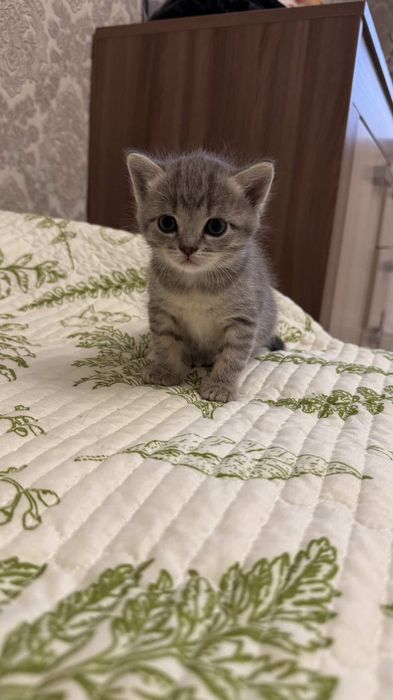 Котята шотобританцы :)