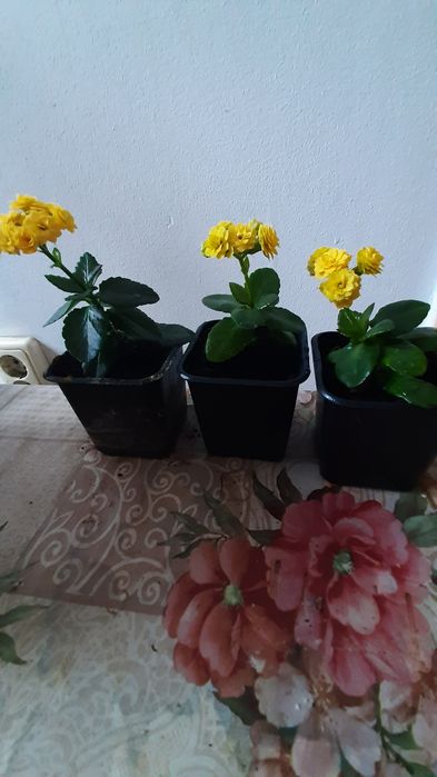 Kalanchoe galbena
