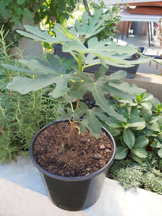 Puiet de Smochin, soiuri diferite