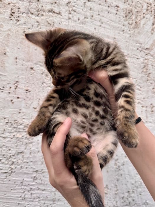 Бенгальский котёнок