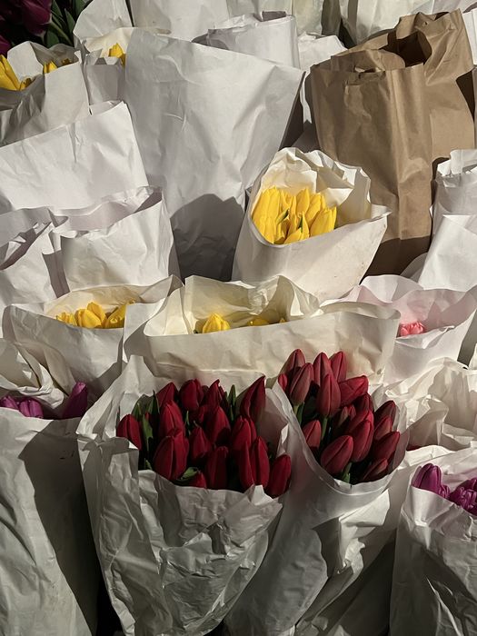 Луковица тюльпан