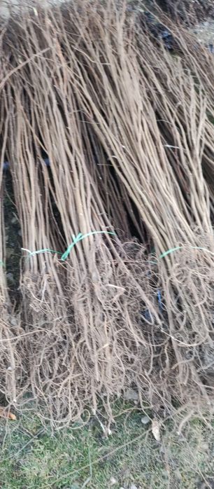 Puieți salcâm frasin tei fag carpen stejar mesteacăn plop brad molid