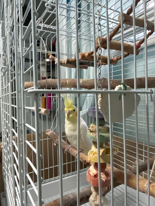 Продаётся папугай(корелло)