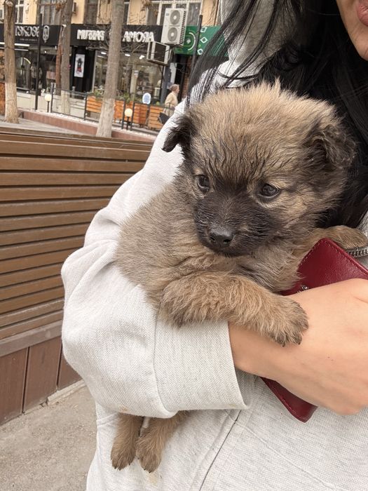 Домашний Щенок в добрые руки