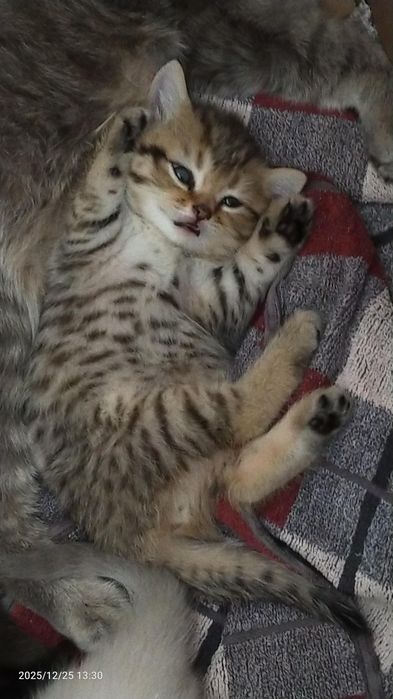 Продам шотландских котят