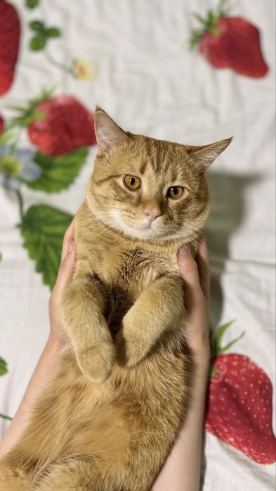 Отдам бесплатно активный кот