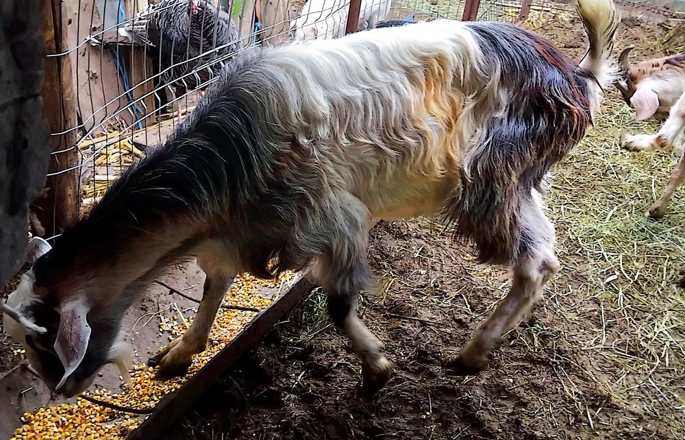 Vând țap de 1 an,rasă nubian