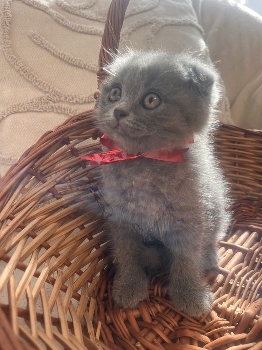 Motanel Scottish Fold