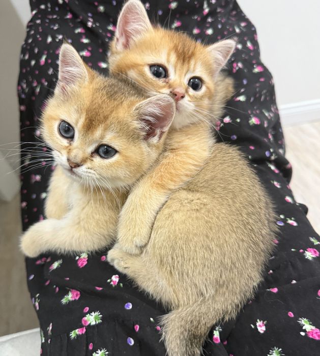 Котята Золотые шиншиллы ищут себе дом
