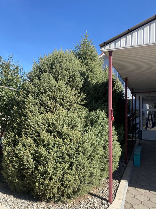 Елий зеленные