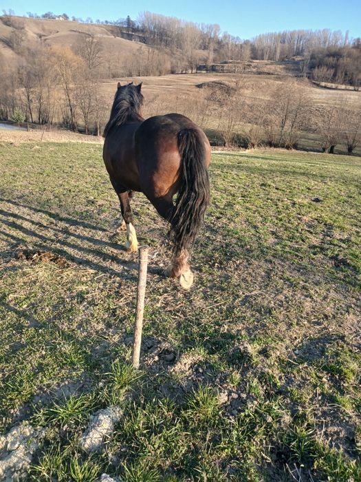 Vand manz de 1 an jumatate