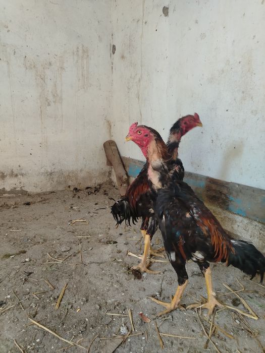 Dakang xo'rozla sotiladi