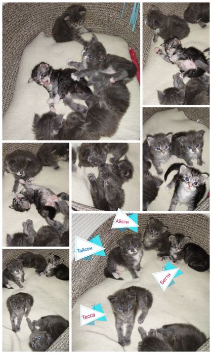 Котёнок Мейн-кун