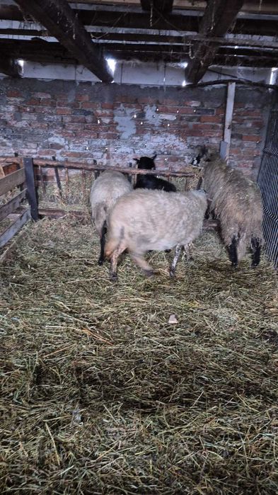 Vand 2 oi un berbecut de anul trecut si o capra stearpa