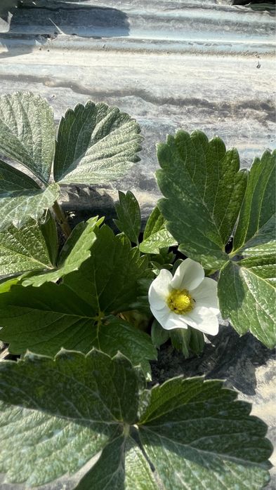 Клубника Мурано