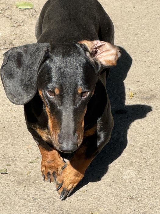 Такса кабель на вязку