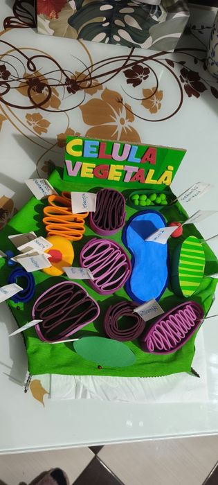 Macheta celula vegetală