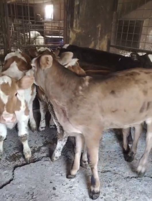 Aducem loturi de viței mari și mici, din rase de calitate: Bălțată Românească, Angus, Limousin