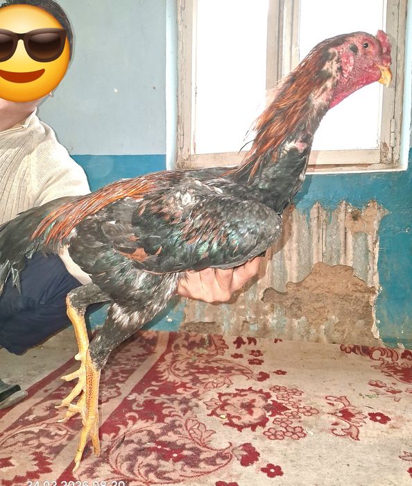 Продам петушка!!