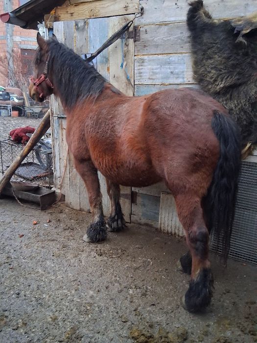 Vand iapa de 4 ani gestanta