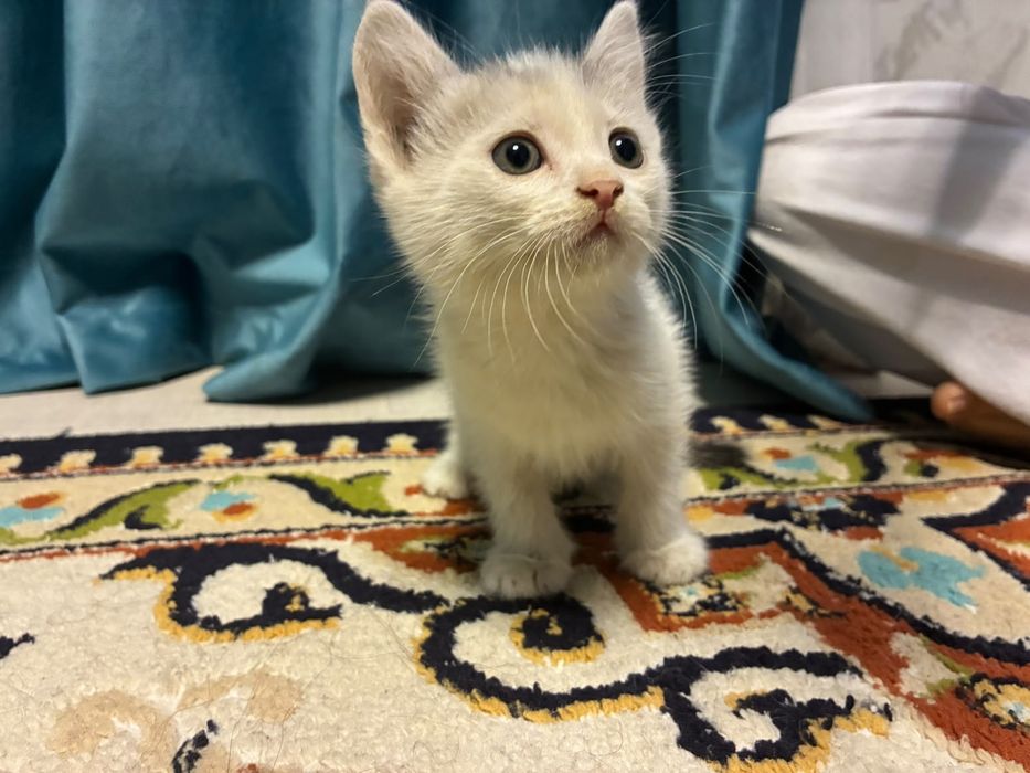 Отдам котят в добрые руки