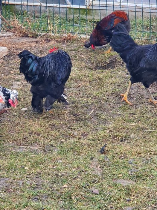 Austrolop Rasă PURĂ !