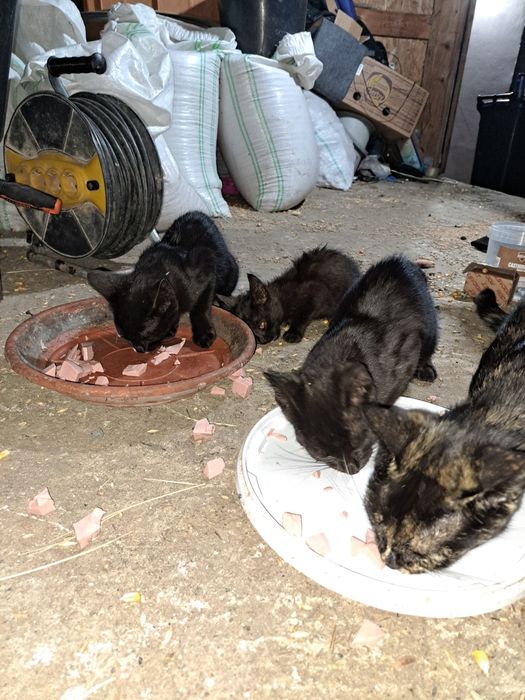 Pisici pt adopție